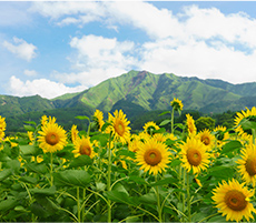 夏のみどころ