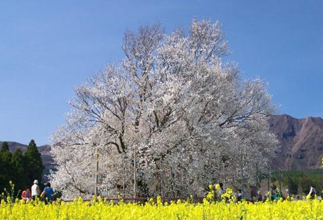 一心行の大桜