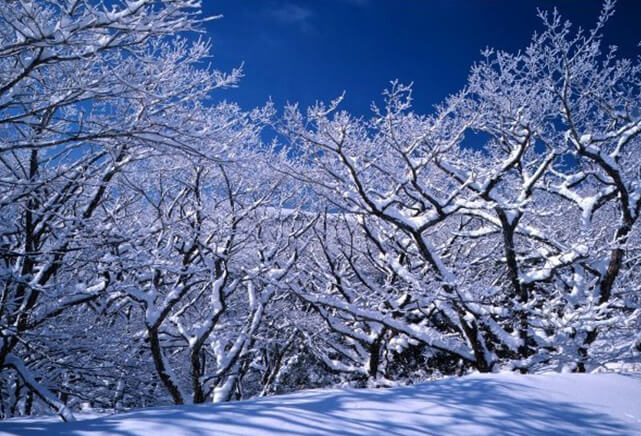 草千里の樹氷